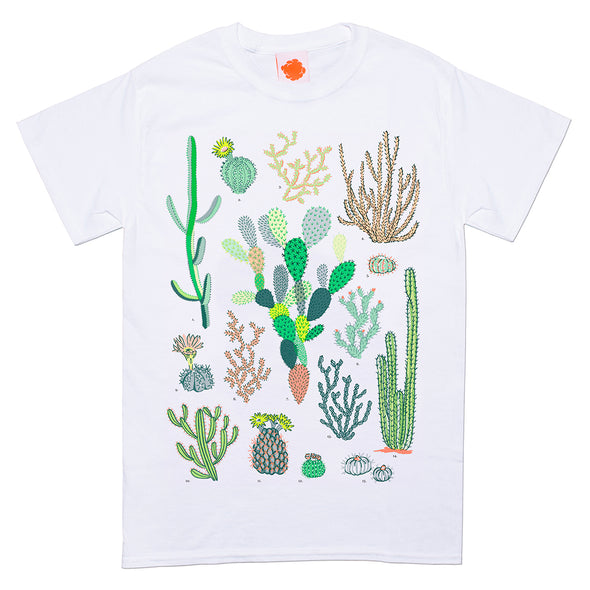 Cacti